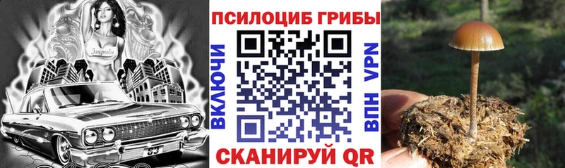 Галлюциногенные грибы Psilocybine cubensis  купить закладку  Борзя 
